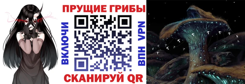 Купить где  Снежинск  Галлюциногенные грибы GOLDEN TEACHER 